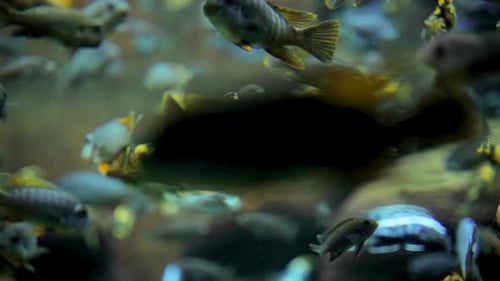 Underwater Scene of Tropical Fish and Vibrant Coral in a Natural Reef Habitat