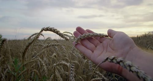 Male Hand Touch Spikelet and Checks the Quality Across of Wheat Field