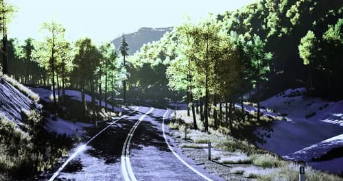 Winding Road Through Lush Trees in Bright Daylight Surrounded By Nature