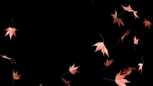 Falling Maple Leaves