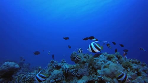 Coral Reef Fish Underwater Life