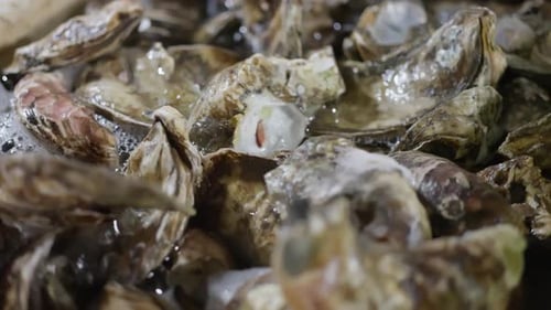 Nahaufnahmevideo von frischen Austern in einer Kiste auf dem Fischmarkt, hochwertiges Filmmaterial
