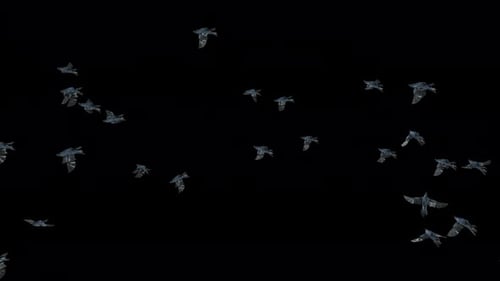 Flock of Realistic Birds Flying on Alpha Channel
