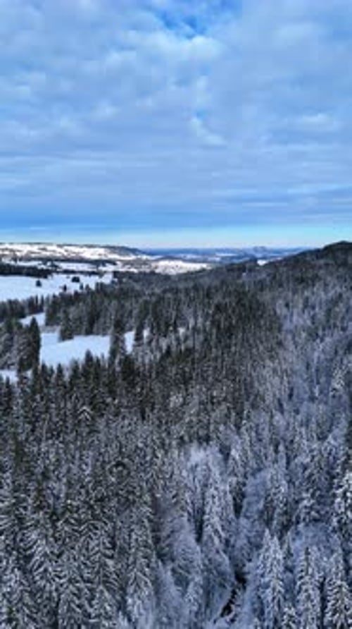 Evergreen pine tree woods covered with snow. Footage over the mountainous area