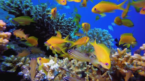 Vibrant Fish Swimming Near Coral Reef Underwater