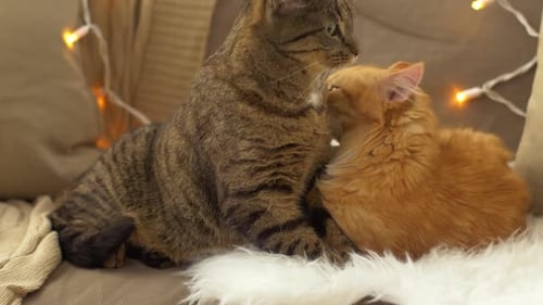 Cats Lying on Furry Blanket with Christmas Lights