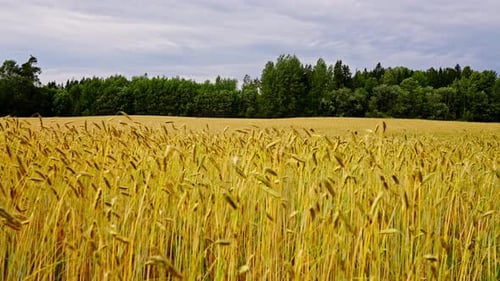 Orbit au-dessus des épis d'orge en plein champ près de la forêt sous un ciel nuageux