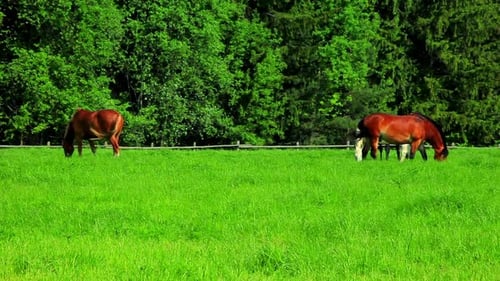 Horses Graze on Green Field. Herd Horses Grazing on Pasture. Herd Horses