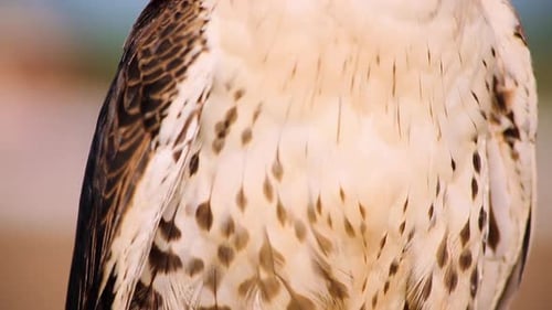 Impresionante criatura emplumada con hermosos diseños de plumas, blanco y marrón