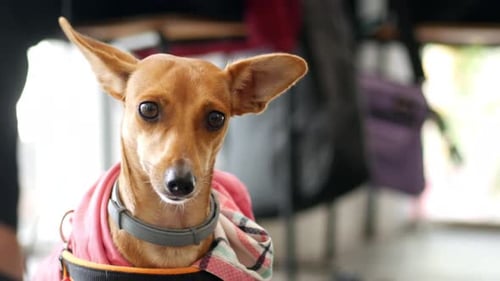 Dog in Pink Hoodie Explores Indoor Cafe Environment with Curiosity