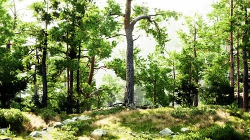 A Serene Forest Landscape with Towering Trees and Mosscovered Rocks