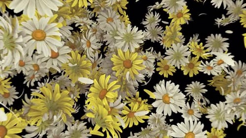 Animated Falling White and Yellow Daisy Flowers