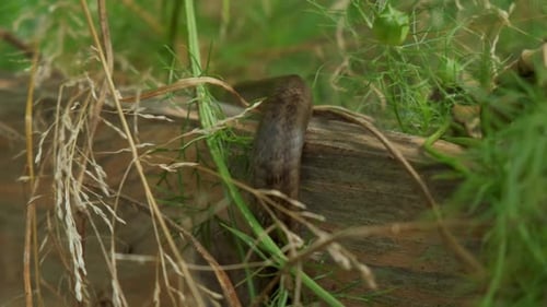 Grass snake closeup animal slithering in a green garden 4K