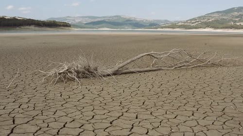 Cracked Earth and Fallen Branch in Desert