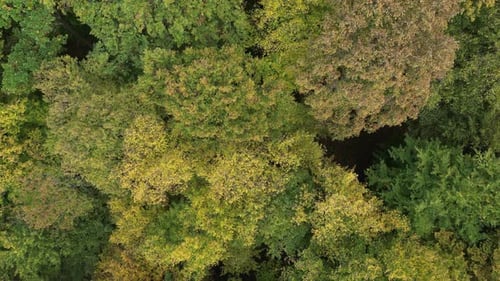 Forest from Above 37