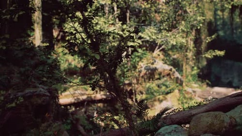 Serene Rocky Forest Landscape in Daylight