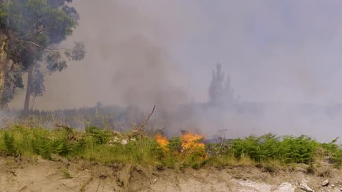 One of the fire sources during a forest fire.