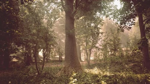 A Forest Filled with Lots of Tall Trees
