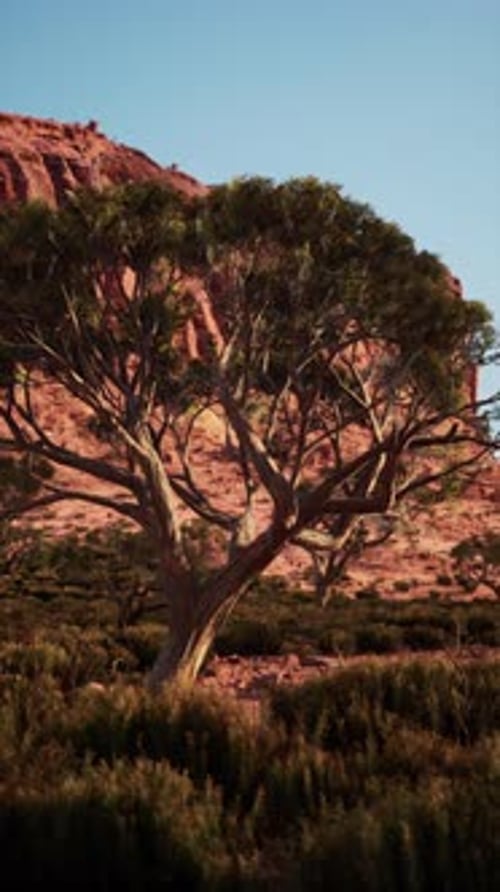 Majestic Tree Standing in Nevada Field