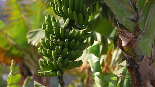 A Bunch Of Green Bananas Hanging On Trees