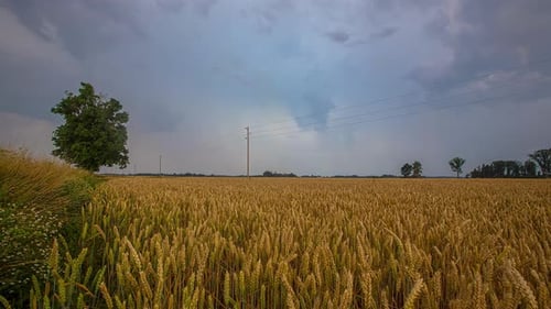 Dramatic dark clouds in motion over yellow Wheat Field in Countryside,time lapse shot
