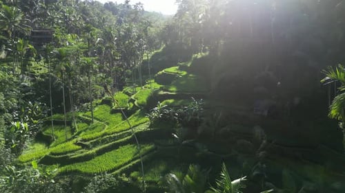 Rice Terrace