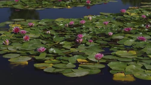 Water Lily in the Pond Beautiful Leaves of a Water Lily on the Water White Water Lily Flower