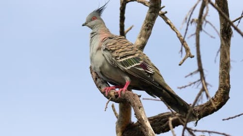 Crested Pigeon Perched on Tree Branch