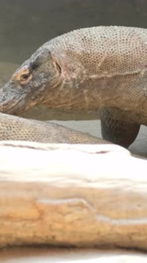 Varan asiatique originaire du sud et du sud-est de l'Asie du Sud et du Sud-Est Lézard à deux bandes de Kabaragoya