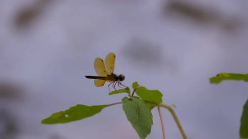 Dragonfly close-up on small branch near water. 10 sec/60 fps. Original speed. Clip 2