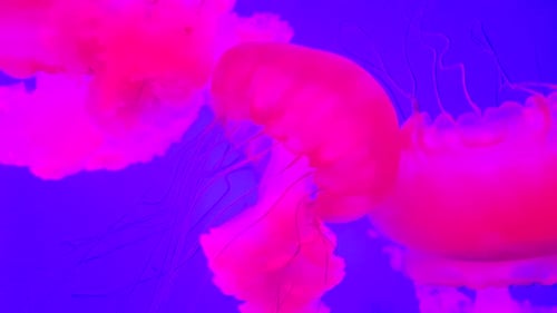 Medusa nadando em um tanque