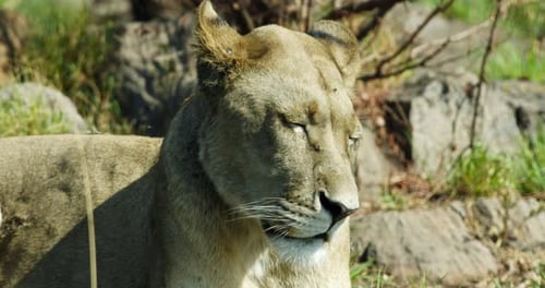 Closeup of lioness face as she squints in the fun