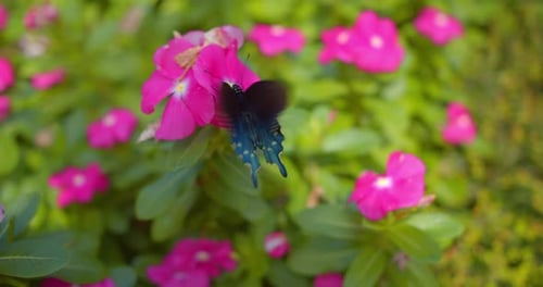 Blue Butterfly in Flower Garden,