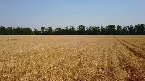 Aerial of Wheat Field Drone Camera Flying Above Golden Cereal Ears Top View of Farmland in