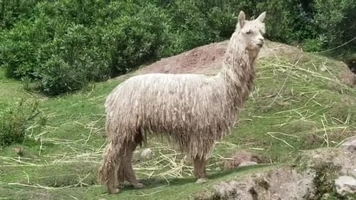 Lama blanc mangeant du foin au Pérou