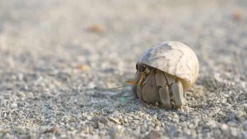 Hermit Crab Crawling on Sandy Beach in Daytime