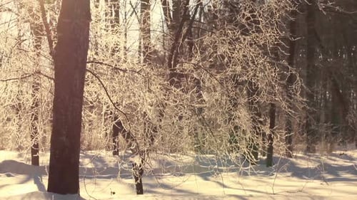 Winter Tree. Sun Flare in Tree Branches. Tree Trunk. Winter Forest. Sun