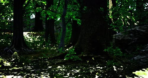 Sunlight Filters Through Lush Trees in a Serene Forest Clearing