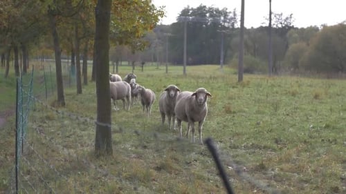 Sheep Standing Together in a Rural Meadow
