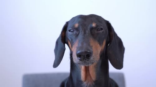 Portrait of dachshund dog trembling, barking nervously and demandingly at camera