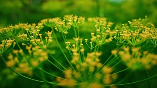 Dill Flowers Gently Swaying in the Summer Breeze