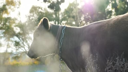 Cow Grazing in the Morning Light