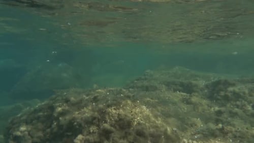 Small fish in shallow water near the shore. Mediterranean Sea. Sicily. Italy