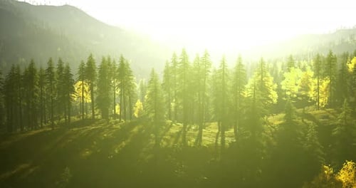 Early Morning Sunlight Illuminating a Forest Landscape with Tall Trees