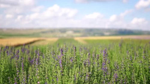 Blooming Wildflower Field in the Countryside