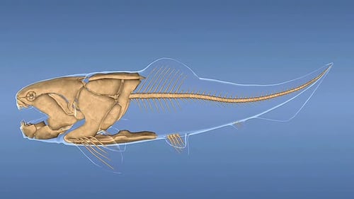 Rotating 3D Prehistoric Fish Skeleton with Transparent Body