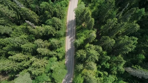 Aerial View of a Beautiful Road Through the Forest Road Between the Green Trees on a Clear Sunny Day