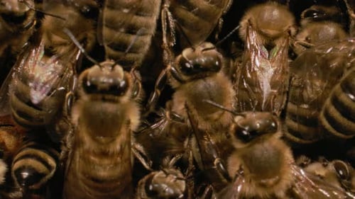 Insects Macro - Clump of bees in hive slow motion macro