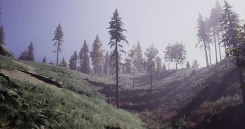 Paysage pittoresque à flanc de colline avec de grands arbres et une douce lumière matinale