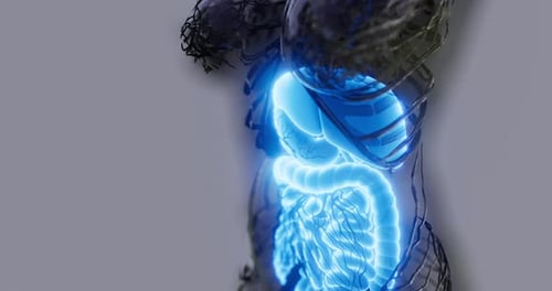 3D Animation of Glowing Human Digestive System and Organs